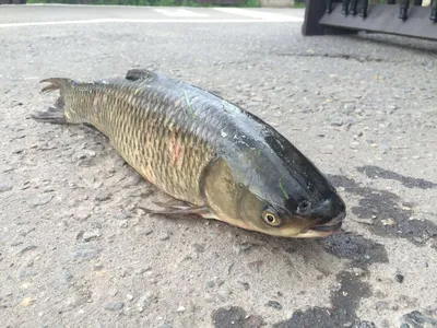 Впечатляющие образы рыб каспийского моря на вашем экране