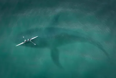 Бесподобное разнообразие: фото рыб каспийского моря