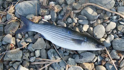 Рыбы каспийского моря во всех своих красках