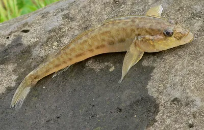 Уникальные фотографии рыб каспийского моря