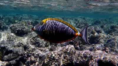 Фотографии рыб красного моря: уникальные моменты в подводном мире