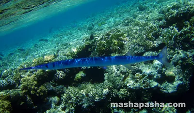 Фото рыб красного моря в Шарм-эль-Шейх: встреча с морскими чудесами