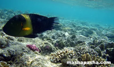 Магия морских глубин: фотографии рыб красного моря в Шарм-эль-Шейх