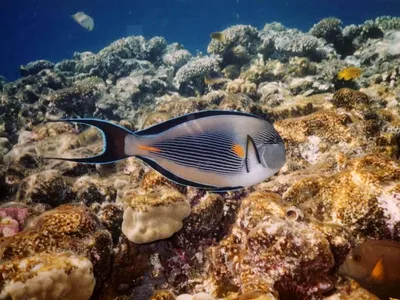 Представьте себе живописные рыбы красного моря: фото