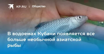 Удивительные рыбы Кубани на фото: Откройте для себя новые виды