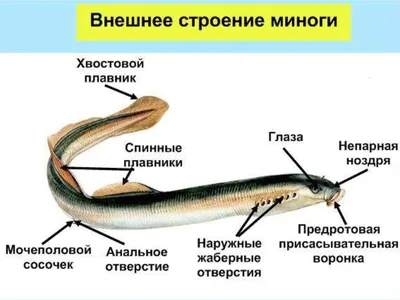 Фото рыбы минога: совершите путешествие в мир подводного богатства