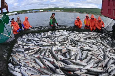 Лучшие фото без рыб: выберите предпочтительный формат