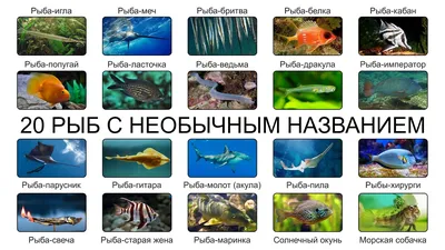 Фоны океана с рыбами: Бесплатные картинки в форматах JPG, PNG, WebP