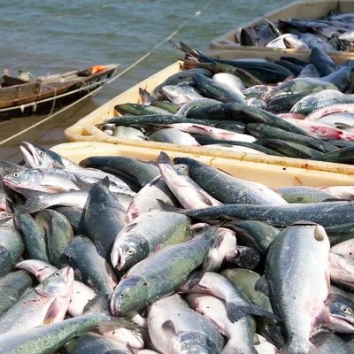 Фотографии рыб охотского моря: насладитесь яркими красками подводного мира