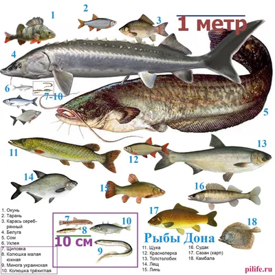 Рыбы реки дон фотографии