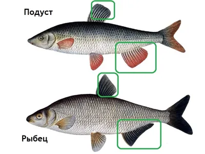 Фотография рыбы рыбец в формате png для использования в проектах