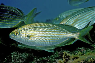 Discover the Marine Life of the Mediterranean Sea: Fish Photos