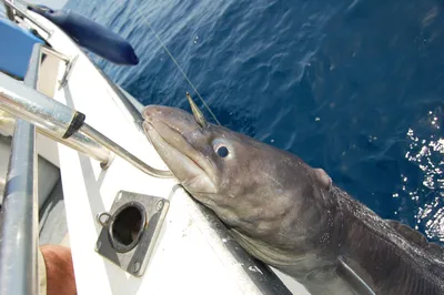 Dive into the Stunning World of Mediterranean Sea Fish: Photos