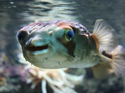 Breathtaking Photos of Mediterranean Sea Fish