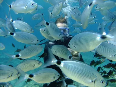 Fascinating Mediterranean Sea Fish: Photos