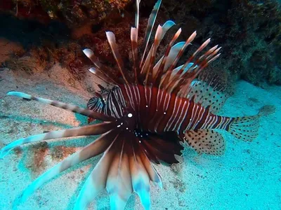 Beauty of Mediterranean Sea Fish Captured in Photos