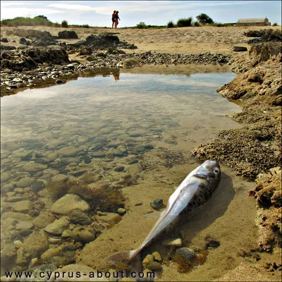 Фото рыб Средиземного моря: невероятное разнообразие