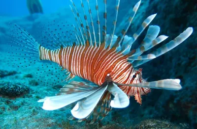 Explore the Rich Diversity of Mediterranean Sea Fish: Photos