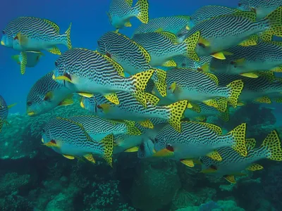 Magnificent Photos of Mediterranean Sea Fish