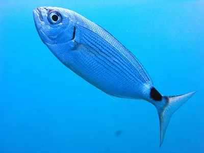 Explore the Colorful World of Mediterranean Sea Fish: Photos