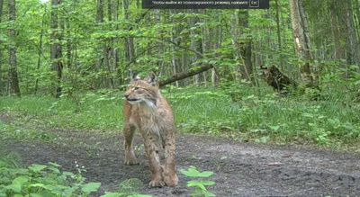 Фото рысей в лесу: прикоснитесь к дикой природе (Бесплатно скачать)