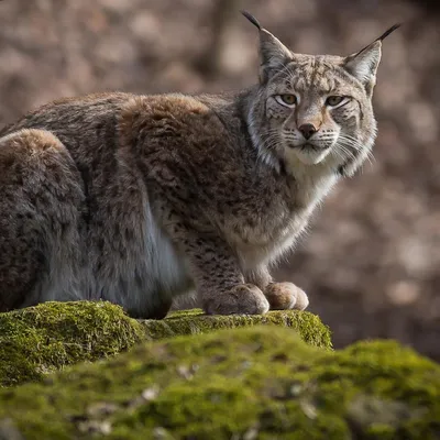 Жизнь рысей в лесу: фотографии, которые оставят вас в восторге (HD, Full HD, 4K)