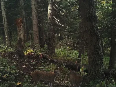 Фото рыси в лесу для рабочего стола