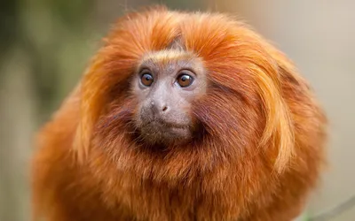 Рыжая обезьяна  фото
