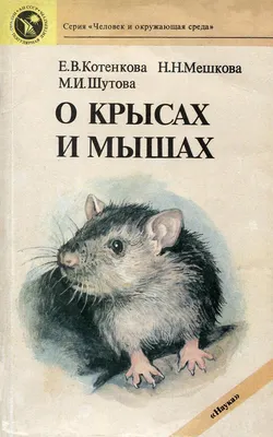 Крысы на фото: коллекция рыжего окраса с выбором размера, формата, параметров и высоты 