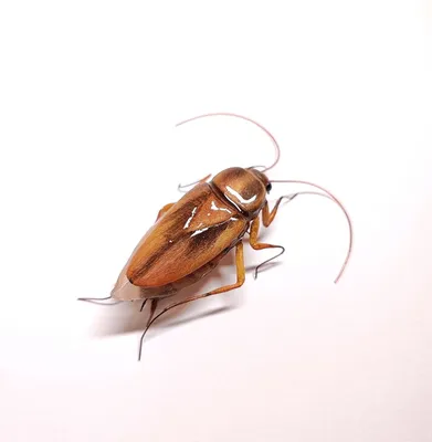 Удивительные фотографии рыжего таракана