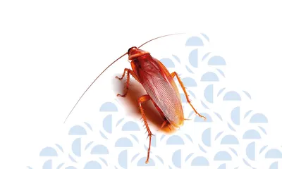 Скачать бесплатно фото Рыжего таракана
