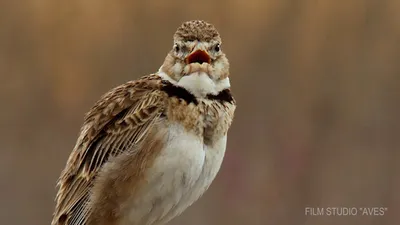 Уникальные фото Ржанки: сохраните их на свой компьютер