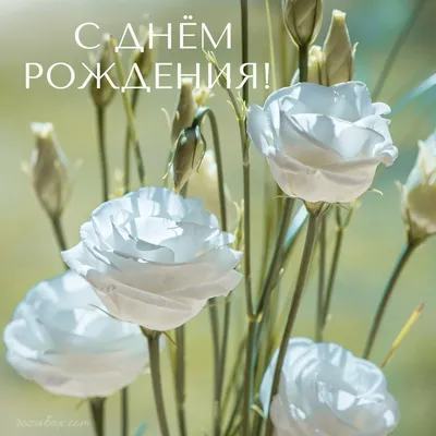 Изысканные белые розы на праздник: доступные форматы - jpg, png, webp