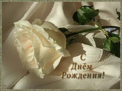 Фотография белых роз, чтобы подарить на День Рождения: доступные форматы (jpg, png, webp)