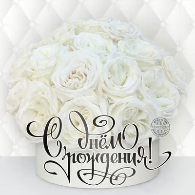 Белые розы на День Рождения: качественное фото в формате png