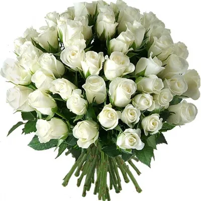 Картинка нежных белых роз на День Рождения: скачивание в высоком качестве jpg