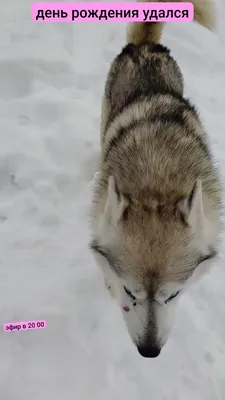 Хаски желает вам счастливого Дня Рождения на фото