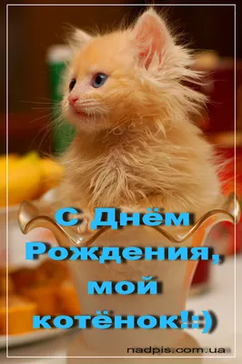 Уникальные фотографии котят на День Рождения!