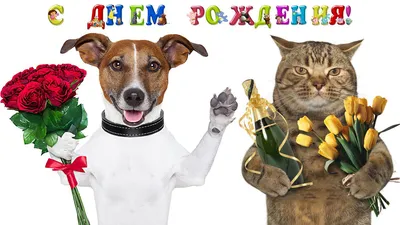 Котята радуют на фото в честь Дня Рождения!