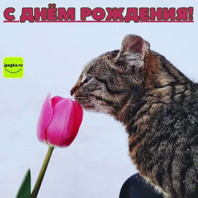 Фото с милыми котятами для празднования Дня Рождения!