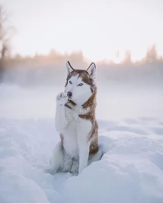 Морозные моменты: Зимние хаски на фото