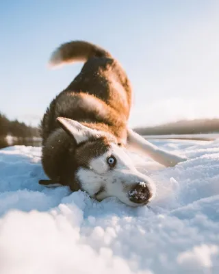 Зимний фотосалон: Хаски в лучшем свете