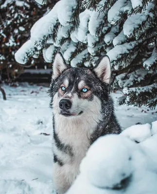 Ледяные хаски: Зимний фотоотчёт