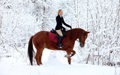 Лошади в зимнем вальсе: выберите размер и формат изображения