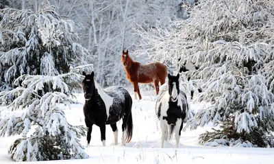 Зимние зарисовки с участием лошадей: картинка на любой вкус