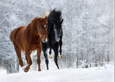Лошадь в зимнем вихре: выбирайте размер и формат для загрузки
