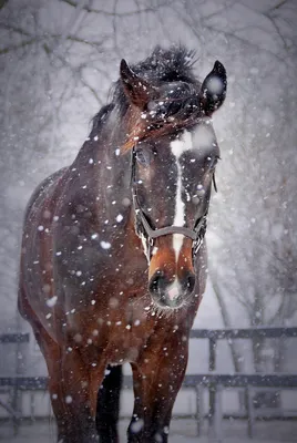 Фотография зимнего романа лошади с природой