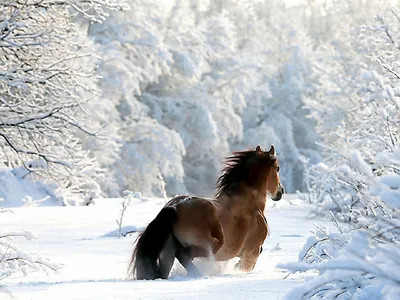 Лошади в зимней забаве: изображение для скачивания