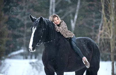 Лошадь в снежной атмосфере: выбирайте размер для скачивания