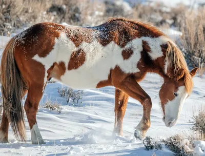 Фото лошади в снежном вихре: JPG, PNG, WebP на ваш выбор